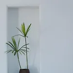 Azar Luxury & 이메로비글리